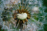 Fototapeta Dmuchawce - Dandelion - medicinal plant, herb, commonly considered a weed. The photo shows a blooming figure. We see his seeds.