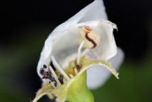 Pear Blossom Damaged By Caterpillar Of Green Pug (Pasiphila Rectangulata) Moth. It Is A Pest Of Fruit Trees In Orchards And Gardens.