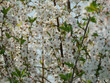 Wiosna w wiśniowym sadzie. Jest słoneczny dzień. Gałęzie drzew pokryte są białymi kwiatami, wśród których widać zielone liście.