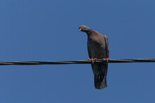 Pigeon Sitting On Wire And Watching With Inclined Head