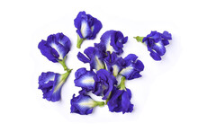 Closeup Fresh Butterfly Pea Flower Or Blue Pea, Bluebellvine ,cordofan Pea, Clitoria Ternatea Isolated On White Background. Top View. Flat Lay.
