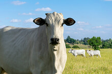 Profile Of Nelore Cattle In Pasture