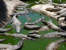 Nile Crocodiles Swimming And Feeding In The Water And Living On An Island - Photo