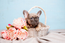 A French Bulldog Puppy On A Blue Background With A Bouquet Of Spring Flowers