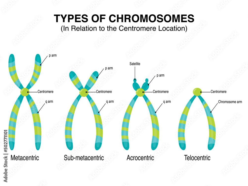 Types of Chromosomes in relation to the centromere location vector ...