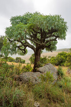 Mountain Cabbage Tree Cussonia Paniculata Sinuata, Aka Kiepersol, Growing At Suikerbosfontein South Africa