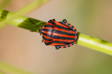 Wall Mural - Bug (Graphosoma italicum)