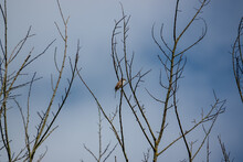 A Young Fledgling Barn Swallow (Hirundo Rustica) Resting High In A Spring Tree Top, Blue Sky With White Cloud Background 