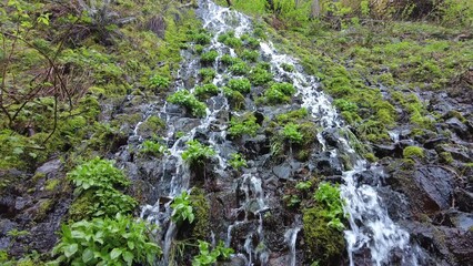 Wall Mural - Water cascades down a rocky wall into Multnomah Creek in northern Oregon. This water flows through a beautiful forest and over scenic waterfalls, eventually plunging into the Columbia River Gorge. 