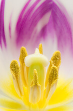 Blooming Colorful Flower With Stamens
