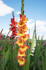 gladiolus flower orange and red