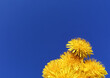 A bouquet of yellow dandelions against the blue sky. A clear day and yellow dandelions in a bouquet.