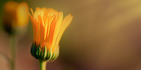 Wall Mural - yellow flower bud in the sun