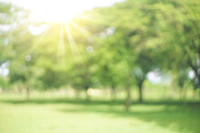 Blur Nature Green Park With Sun Light Abstract Background.