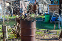 Trimmed Branches In A Barrel