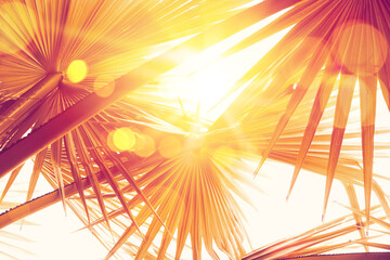Wall Mural - copy space of silhouette tropical palm tree on sunset sky with bokeh light leak abstract background.