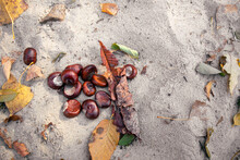 A Handful Of Chestnuts On The Sand With Leaves