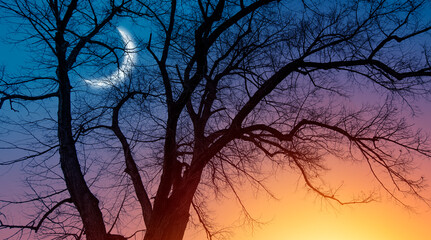 Poster - Silhouette of barren lone tree with crescent moon at amazing sunset
