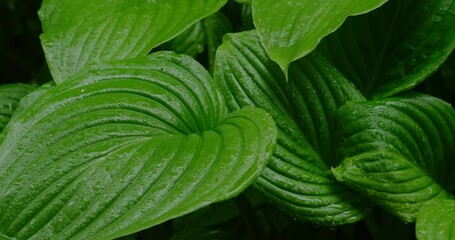 Wall Mural - large beautiful green wet leaves of the host plant during the rain close-up