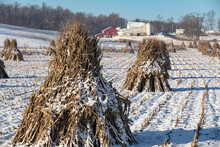 Corn Shocks In A Snowy Field With An Amish Farm In The Background | Holmes County, Ohio