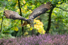 Euroasian Eagle Owl. A Bird Of Prey Flying Over The Heather. A Sunny Day In Autumn Colours With An Owl With Outstretched Wings Flying Over Purple Flowers On The Ground.