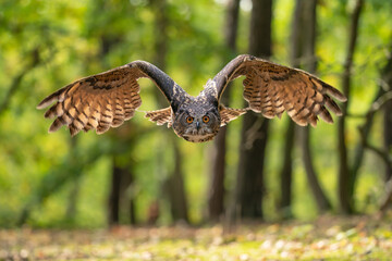 Wall Mural - Euroasian eagle owl with wings spread around. Owl captured in the flight. Bubo bubo.
