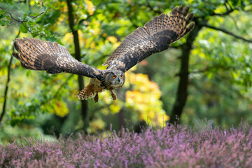 Wall Mural - Euroasian eagle owl. A bird of prey flying over the heather. A sunny day in autumn colours with an owl with outstretched wings flying over purple flowers on the ground.