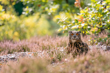 Wall Mural - Euroasian eagle owl sitting in heather on rocky ground on a sunny autumn day