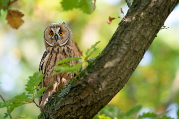 Wall Mural - Long-eared owl from a front sitting on a tree trunk with green leaves and blured sunny background. Owl in natural autumn habitat.