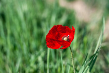 Green Grass With Red Flowers And Insects