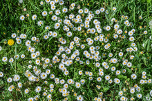 Green Grass With White Flowers