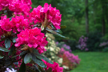 Wall Mural - CLoseup of pink rhododendrons blossom in a public garden