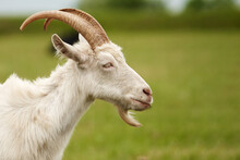 The Muzzle Of A White Goat On The Background Of A Green Pasture. Side View. Copy Space.