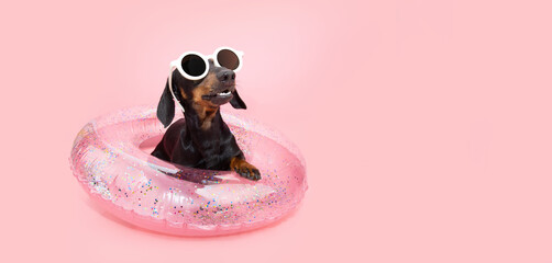 Wall Mural - Puppy dog summer inside of an inflatable with confetti. Isolated on pink colored background