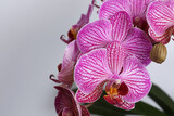 Fototapeta Storczyk - Beautiful violet orchid flowers on white background, closeup. Space for text