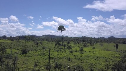 Wall Mural - Aerial view of Amazon rainforest deforestation, forest turned into cattle pasture in farm Brazil nut tree Bertholletia excelsa remains in meadow. 4K. Concept of ecology, environment, climate change.