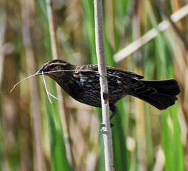 Wall Mural - Female red winged blackbird