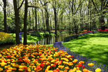 Netherlands. Flowers Of The Garden Keukenhof In Lisse
