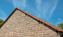 A Barn Swallow (Hirundo Rustica) In Flight Above The Nesting Barn, Blue Sky