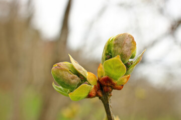 Wall Mural - First spring buds on tree branch ready to blossom into leaves to begin photosynthesis.