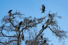 Vulture Landing In A Tree