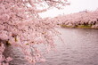 Pink Sakura or Cherry Blossom Tunnel and Moat of Hirosaki Castle in Aomori, Japan - 日本 青森 弘前城 西濠 桜のトンネル 