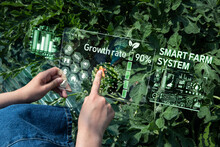 A Woman's Hand Is Managing A Watermelon In A Greenhouse Using An Augmented Reality (AR) Device In A Smart Farm