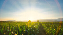 Maize Corn Crops In Agricultural Plantation In The Evening With Sunset, Cereal Plant, Animal Feed Agricultural Industry, Beautiful Landscape