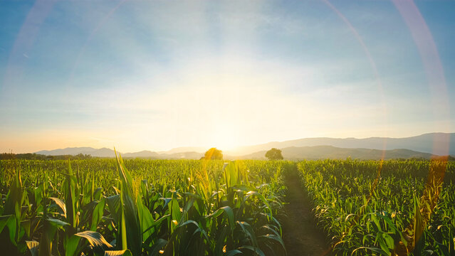 maize corn crops in agricultural plantation in the evening with sunset, cereal plant, animal feed ag