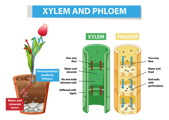 Wall Mural - Diagram showing xylem and phloem in plant