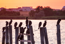 A Flock Of Cormorants Sits On A Old Sea Pier In Orange Sunset Light