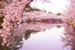 Pink Sakura, Cherry Blossoms blooming at Moat of Hirosaki Castle in Aomori, Japan - 日本 青森 弘前城 西濠 春陽橋 桜の花