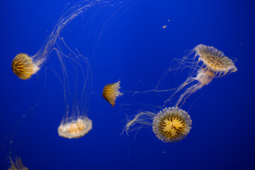 Wall Mural - Jellyfishes swim under the water