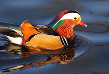 Mandarin Duck Swim